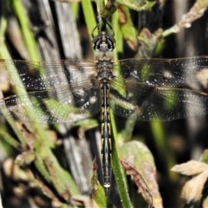 Hemicordulia tau at Tharwa, ACT - 23 Apr 2020 01:03 PM