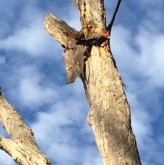 Callocephalon fimbriatum (Gang-gang Cockatoo) at Hughes, ACT - 23 Apr 2020 by KL