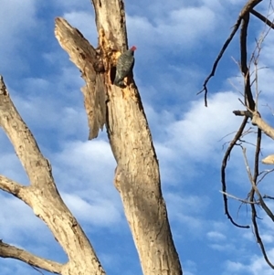 Callocephalon fimbriatum at Hughes, ACT - 23 Apr 2020