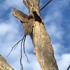 Callocephalon fimbriatum at Hughes, ACT - 23 Apr 2020