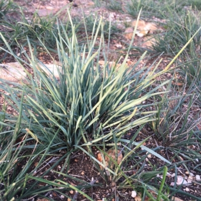 Lomandra sp. (A Matrush) at Hughes, ACT - 23 Apr 2020 by KL