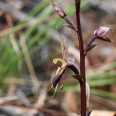 Acianthus exsertus (Large Mosquito Orchid) at ANBG - 23 Apr 2020 by shoko