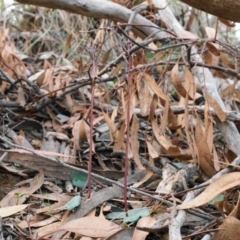 Acianthus exsertus at Hackett, ACT - suppressed