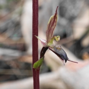 Acianthus exsertus at Hackett, ACT - 23 Apr 2020