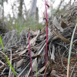 Acianthus exsertus at Hackett, ACT - suppressed