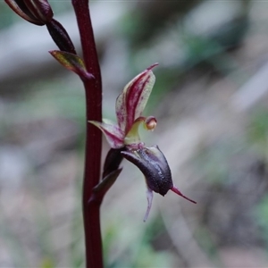 Acianthus exsertus at Point 4558 - suppressed