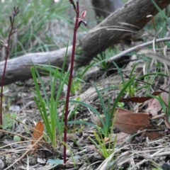 Acianthus exsertus at Point 4558 - suppressed