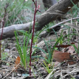 Acianthus exsertus at Point 4558 - suppressed