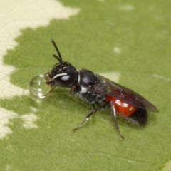 Hylaeus (Prosopisteron) littleri (Hylaeine colletid bee) at Evatt, ACT - 17 Nov 2015 by TimL