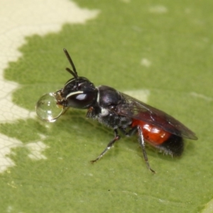 Hylaeus (Prosopisteron) littleri at Evatt, ACT - 17 Nov 2015 04:24 PM