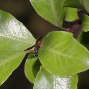 Hylaeus (Prosopisteron) littleri at Evatt, ACT - 17 Nov 2015 04:24 PM