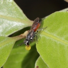 Hylaeus (Prosopisteron) littleri at Evatt, ACT - 17 Nov 2015 04:24 PM