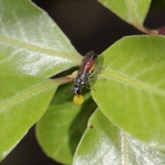 Hylaeus (Prosopisteron) littleri at Evatt, ACT - 17 Nov 2015 04:24 PM