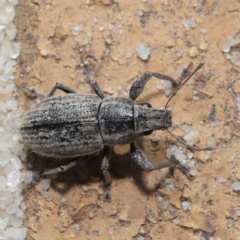 Naupactus leucoloma at Evatt, ACT - 22 Apr 2020