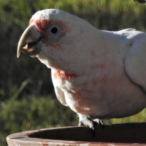 Cacatua tenuirostris at Wanniassa, ACT - 24 Apr 2020