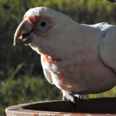 Cacatua tenuirostris (Long-billed Corella) at Wanniassa, ACT - 24 Apr 2020 by JohnBundock