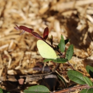 Eurema smilax at Cook, ACT - 22 Apr 2020