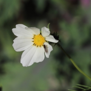 Melangyna sp. (genus) at Cook, ACT - 22 Apr 2020