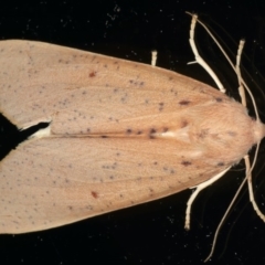 Plesanemma fucata (Lemon Gum Moth) at Ainslie, ACT - 23 Apr 2020 by jb2602