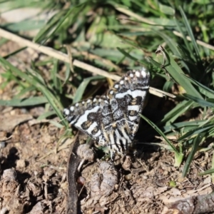 Apina callisto at Cook, ACT - 23 Apr 2020 12:37 PM