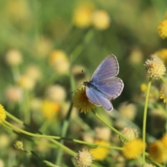 Zizina otis (Common Grass-Blue) at Cook, ACT - 23 Apr 2020 by Tammy