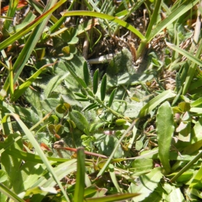 Swainsona monticola (Notched Swainson-Pea) at Mount Clear, ACT - 17 Apr 2020 by MichaelMulvaney