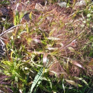 Panicum capillare/hillmanii at Fyshwick, ACT - 23 Apr 2020 12:00 AM