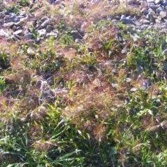 Panicum capillare/hillmanii at Fyshwick, ACT - 23 Apr 2020 12:00 AM