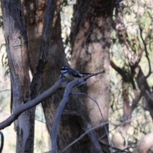 Rhipidura albiscapa at Chisholm, ACT - 24 Apr 2020