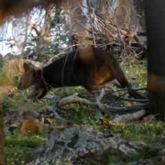 Wallabia bicolor (Swamp Wallaby) at Red Hill Nature Reserve - 21 Apr 2020 by TomT