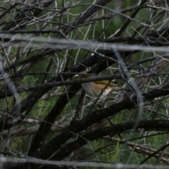 Zosterops lateralis at Deakin, ACT - 21 Apr 2020