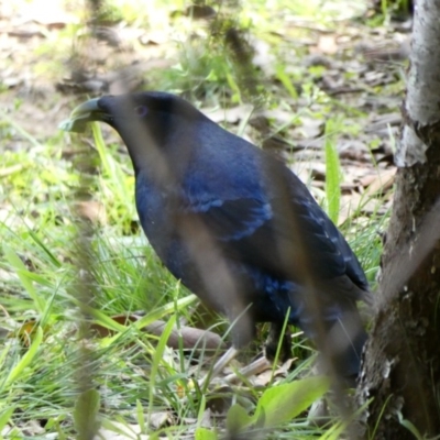 Ptilonorhynchus violaceus (Satin Bowerbird) at Red Hill, ACT - 22 Apr 2020 by TomT