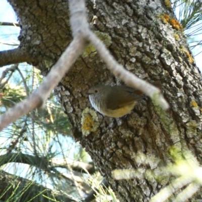 Acanthiza pusilla (Brown Thornbill) at Red Hill, ACT - 24 Apr 2020 by TomT