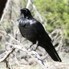 Corvus coronoides (Australian Raven) at Red Hill, ACT - 24 Apr 2020 by TomT