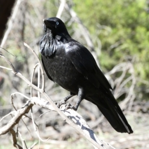 Corvus coronoides at Red Hill, ACT - 24 Apr 2020 08:57 AM