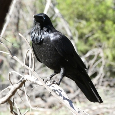 Corvus coronoides (Australian Raven) at Red Hill, ACT - 24 Apr 2020 by TomT