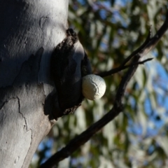 Unverified Fungus at Red Hill Nature Reserve - 24 Apr 2020 by TomT