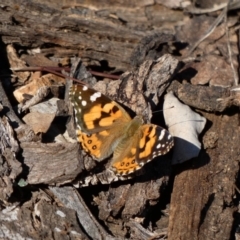 Vanessa kershawi (Australian Painted Lady) at Red Hill, ACT - 23 Apr 2020 by TomT