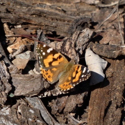 Vanessa kershawi (Australian Painted Lady) at Red Hill, ACT - 24 Apr 2020 by TomT