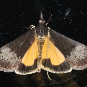 Uresiphita ornithopteralis at Ainslie, ACT - 23 Apr 2020 06:56 PM