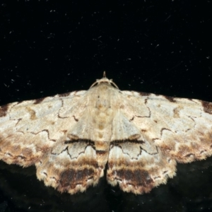 Sandava xylistis at Ainslie, ACT - 23 Apr 2020