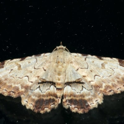 Sandava xylistis (Rusty Snout) at Ainslie, ACT - 23 Apr 2020 by jbromilow50