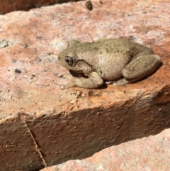 Litoria peronii (Peron's Tree Frog, Emerald Spotted Tree Frog) at Lower Boro, NSW - 31 Oct 2017 by mcleana