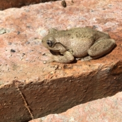 Litoria peronii (Peron's Tree Frog, Emerald Spotted Tree Frog) at Lower Boro, NSW - 30 Oct 2017 by mcleana