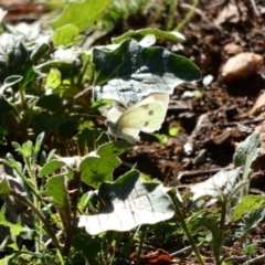 Pieris rapae (Cabbage White) at Red Hill, ACT - 23 Apr 2020 by TomT