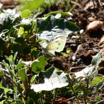 Pieris rapae (Cabbage White) at Red Hill, ACT - 24 Apr 2020 by TomT