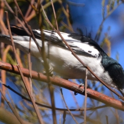Lalage tricolor (White-winged Triller) at Lower Boro, NSW - 28 Sep 2019 by mcleana