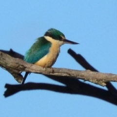 Todiramphus sanctus (Sacred Kingfisher) at Lower Boro, NSW - 3 Nov 2016 by mcleana