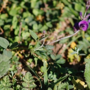 Glycine clandestina at Hughes, ACT - 23 Apr 2020