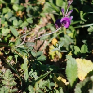 Glycine clandestina at Hughes, ACT - 23 Apr 2020